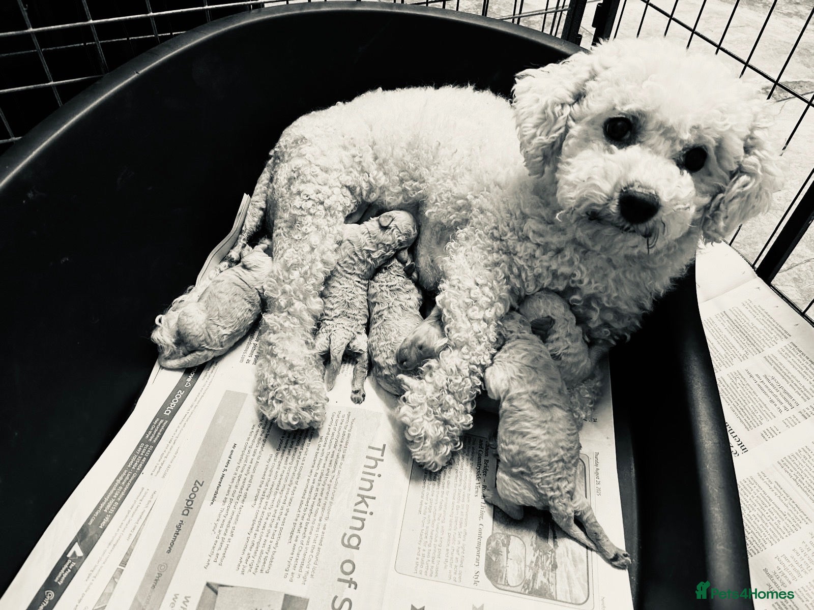 Poochon dogs Beautiful F1 Poochon puppies - Advert 2