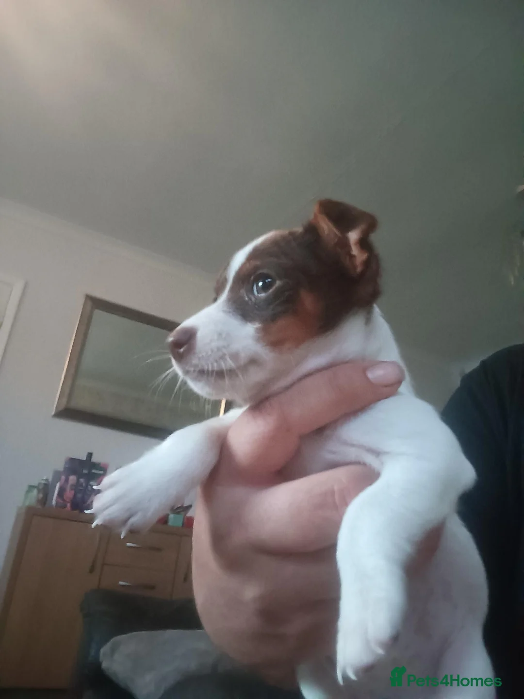 Jack Russell dogs for sale: Chocolate and white female  - Advert 1