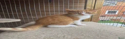 British Shorthair cats for sale: Stunning red & white boy gccf reg  - Advert 3