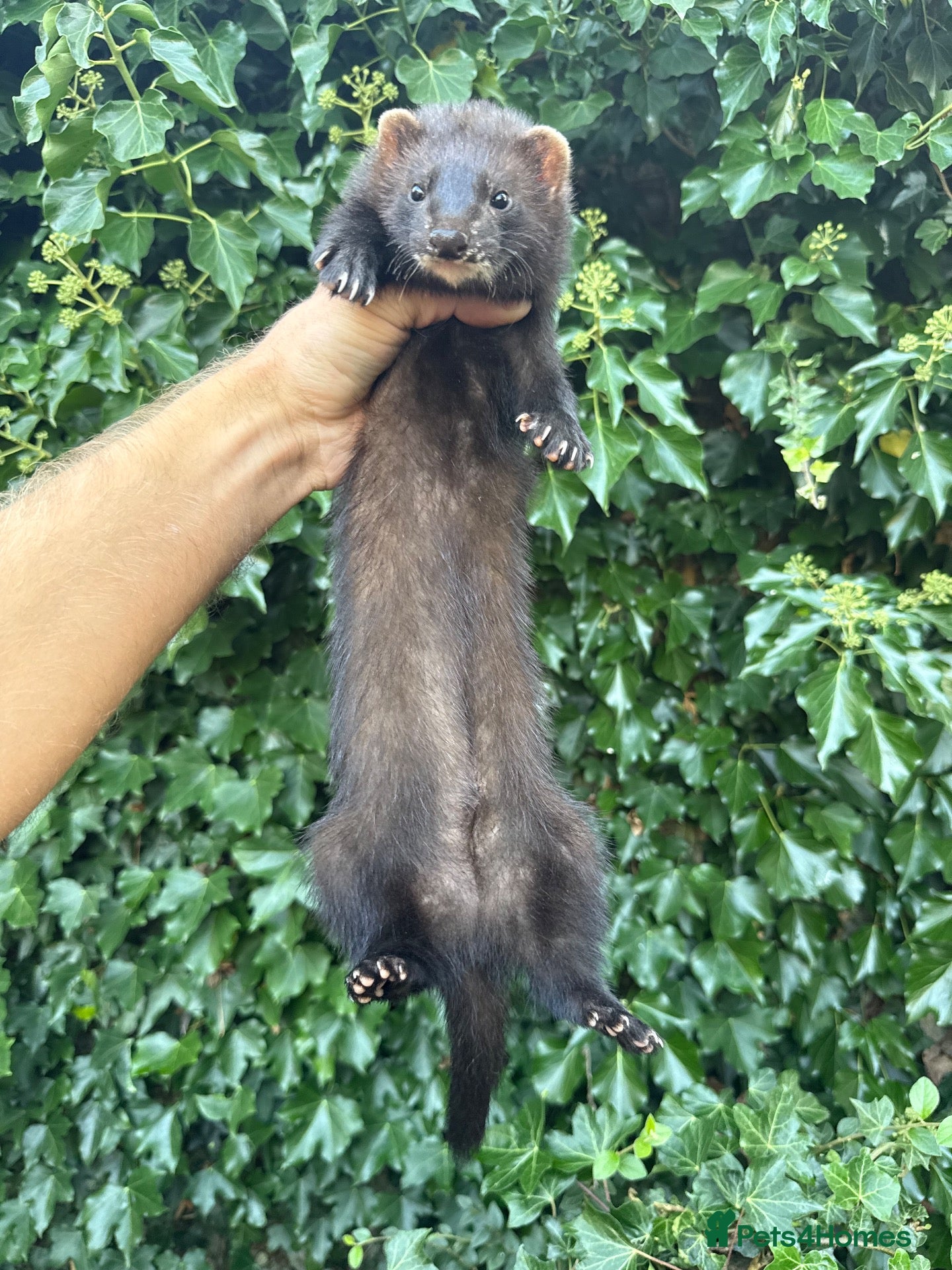 Ferret rodents Angora & black solids, unrelated  - Advert 2