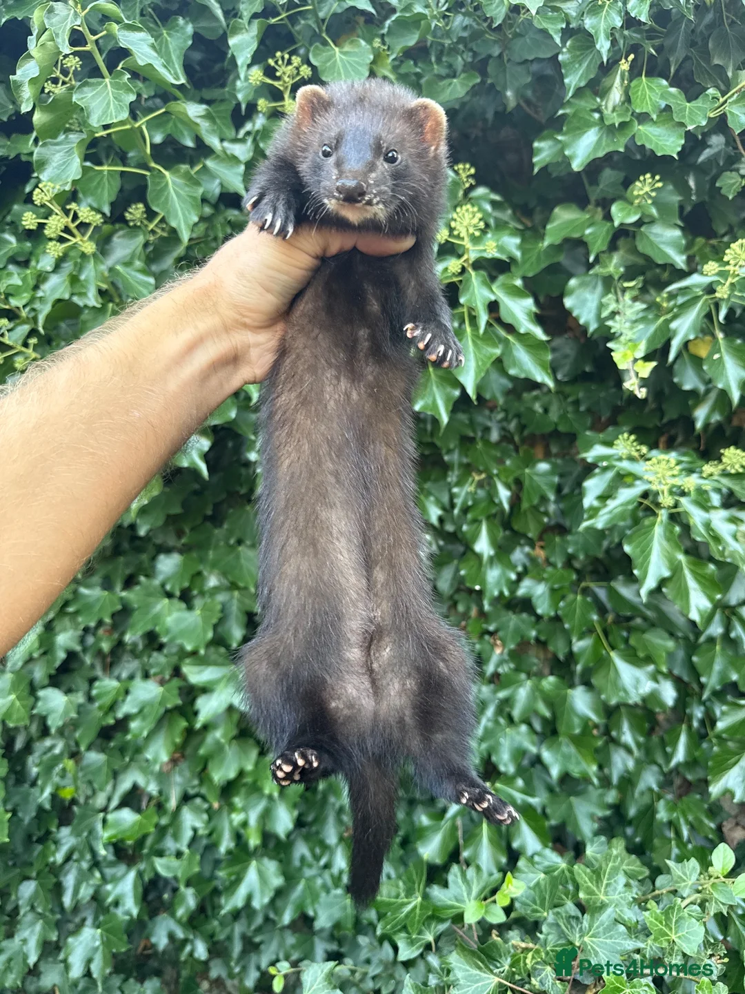 Ferret rodents for sale: Angora & black solids, unrelated  - Advert 2