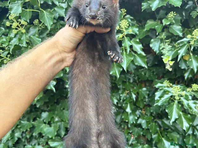 Ferret rodents for sale: Angora & black solids, unrelated - Advert 2