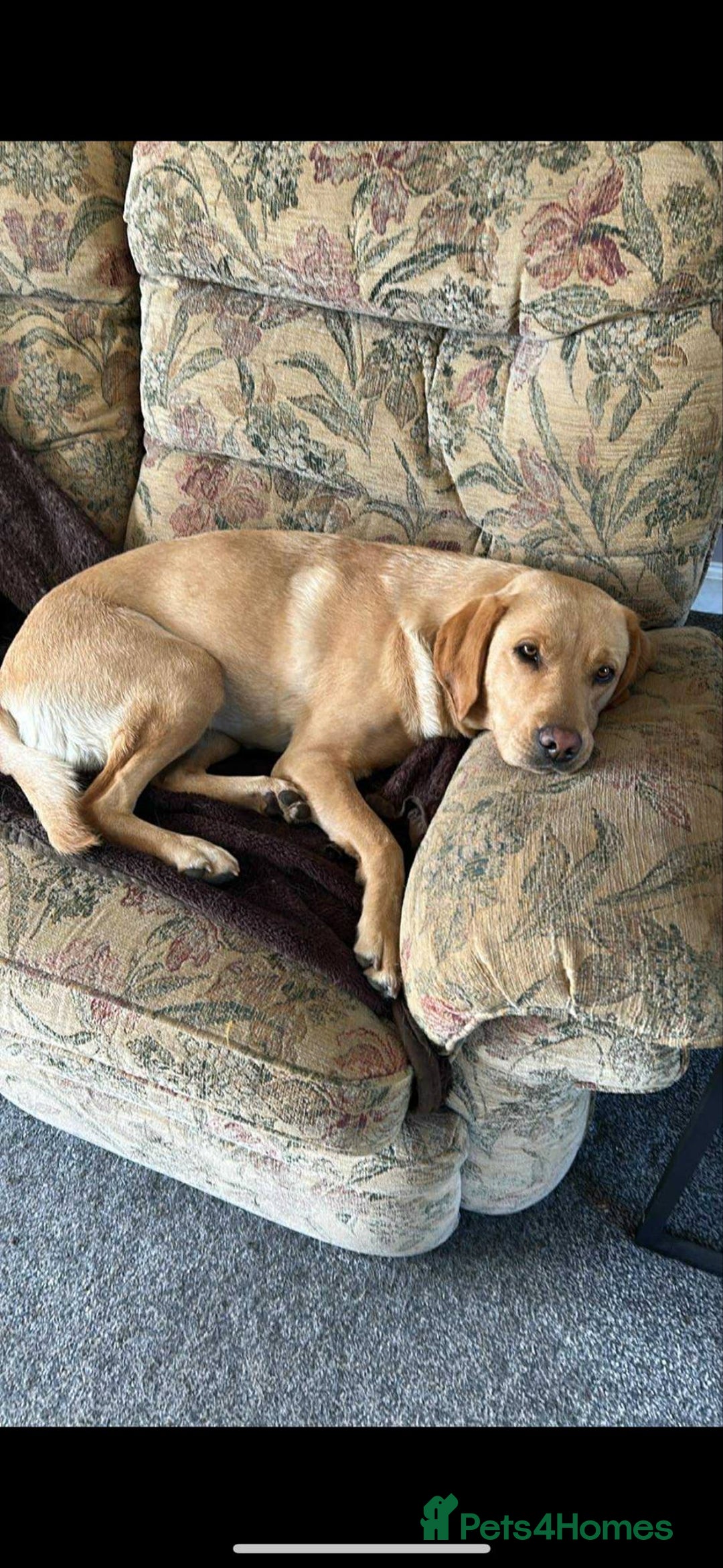 Labrador Retriever dogs for sale: Labradors - Image 5