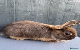 Netherland Dwarf rabbits for sale: Pure bred Netherland Dwarf Bunnies - Image 1