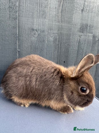 Netherland Dwarf rabbits - Advert 4