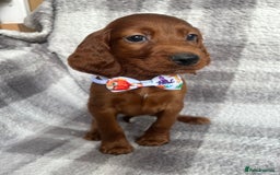 Irish Setter dogs for sale: Out standing litter of kc reg Irish setters - Image 1