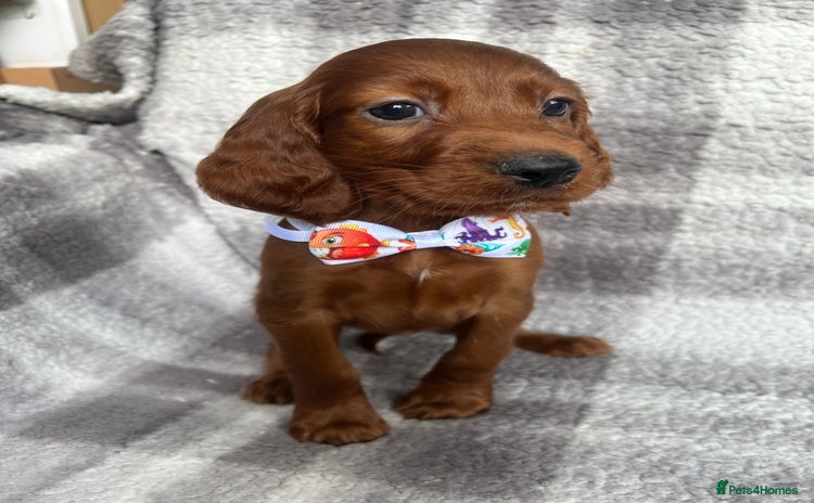Irish Setter dogs - Advert 1