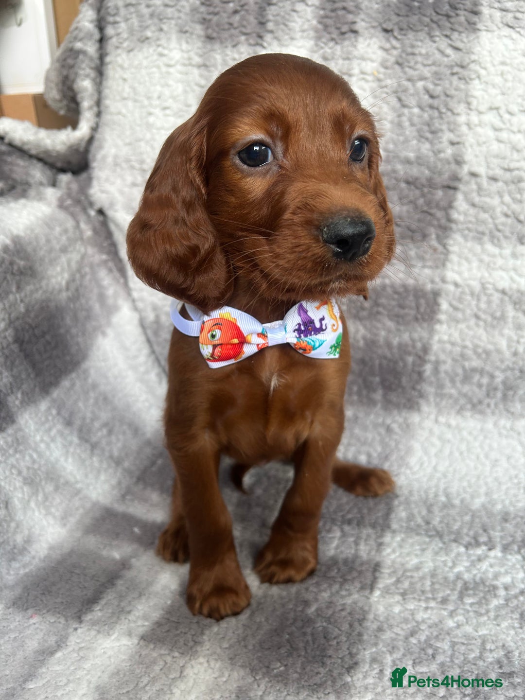 Irish Setter dogs for sale: Out standing litter of kc reg Irish setters - Image 1