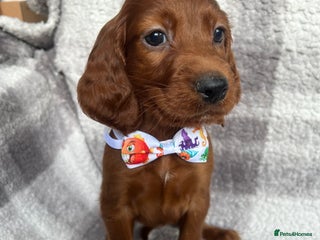 Irish Setter dogs - Advert 1