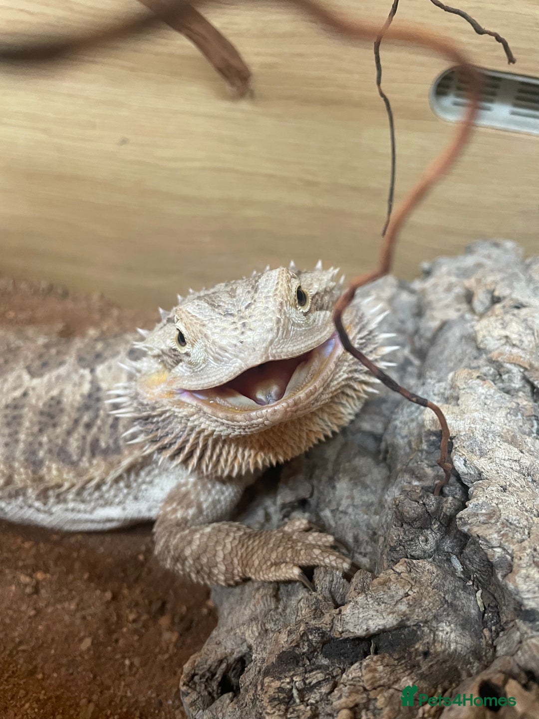 Bearded Dragon reptiles for sale: Beared dragon with full set up  - Advert 3