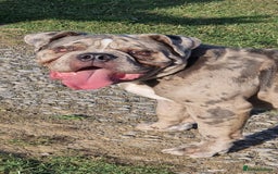 Old Tyme Bulldog dogs for sale: Male Lilac merle old tyme bulldog - Image 2