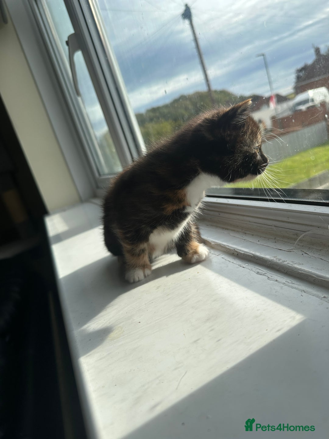 Mixed Breed cats for sale: Beautiful litter of kittens - Image 10