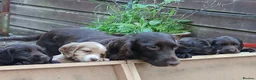 Cocker Spaniel dogs for sale: Chocolate cocker spaniel puppy female. Ready now  - Advert 1
