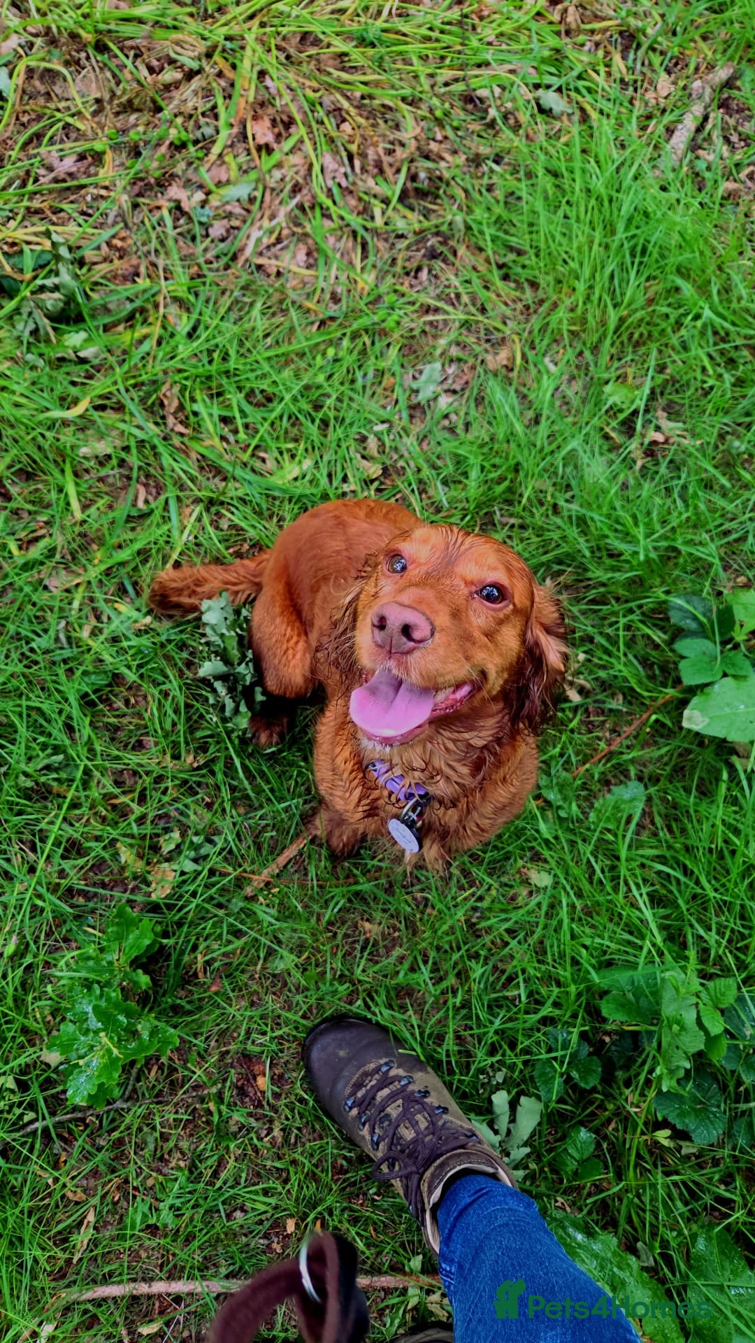 Cocker Spaniel dogs for sale: Stunning KC reg red working cocker pups - Advert 17