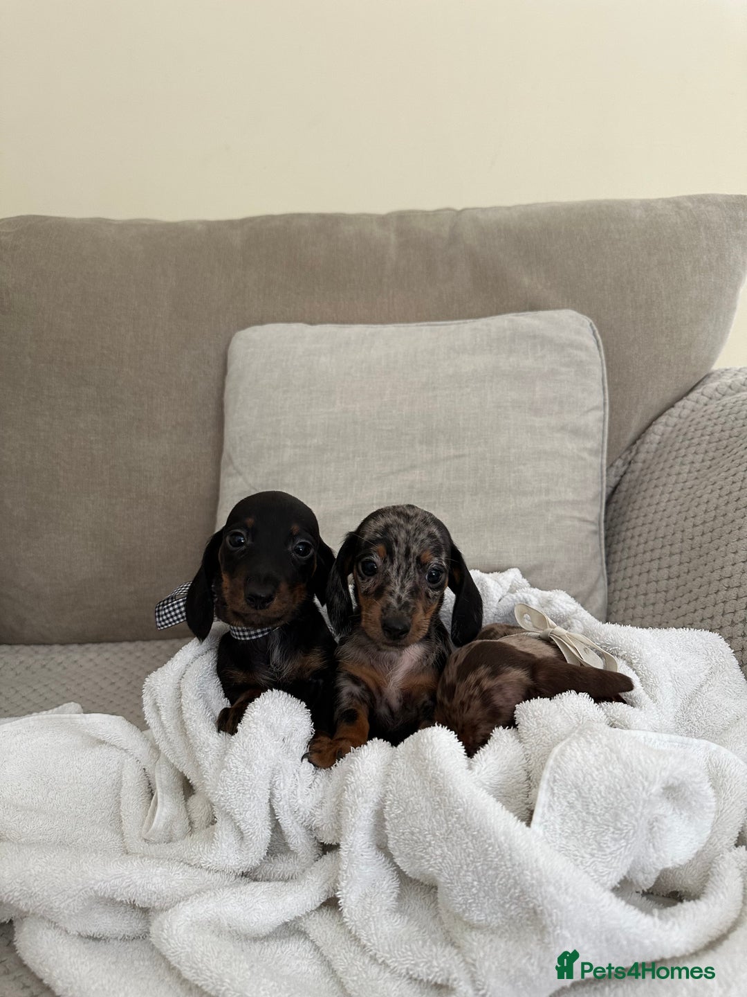 Dachshund dogs for sale: Minnature Long Haired Dachshund puppies  - Image 8