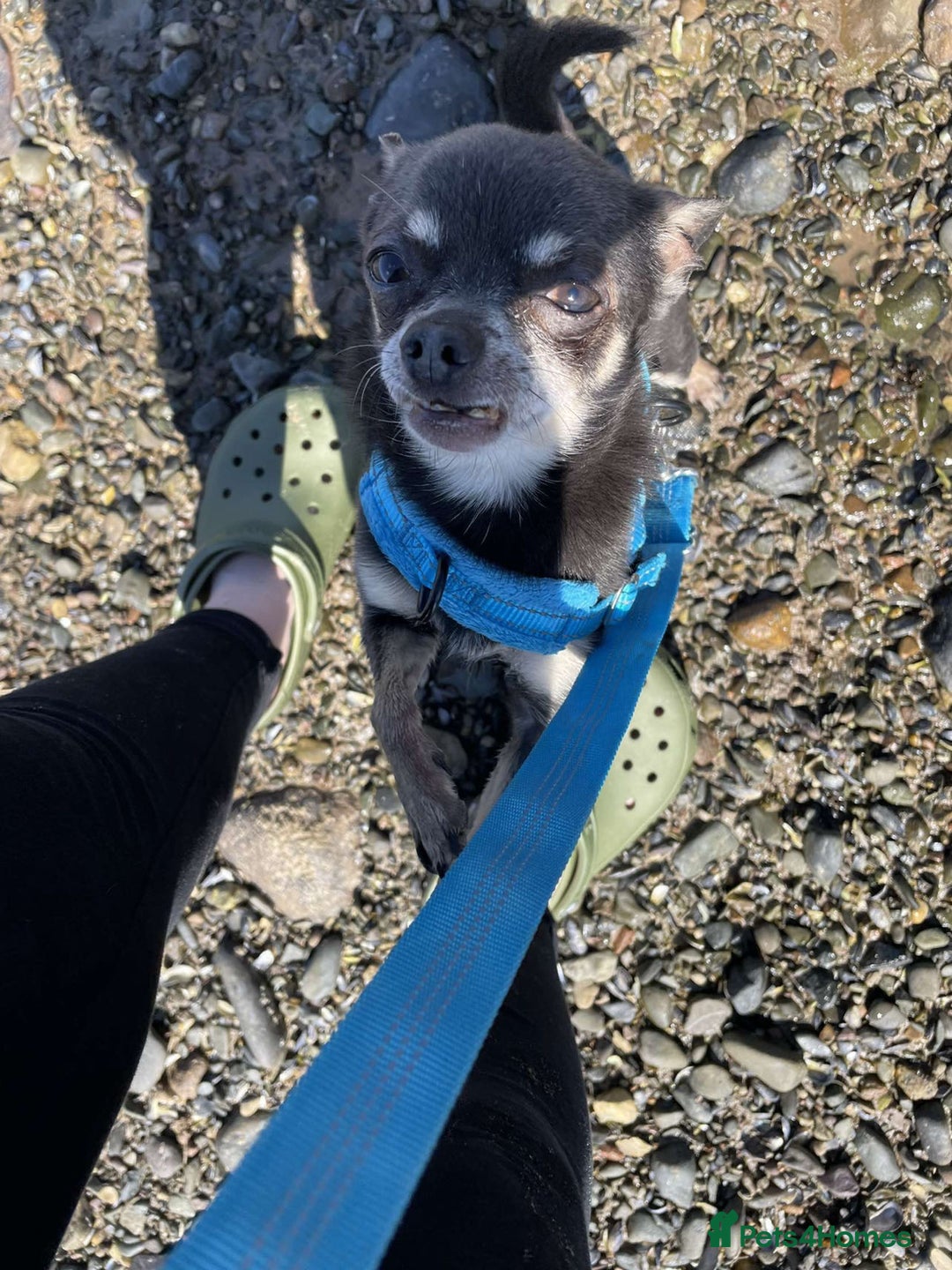 Chihuahua dogs for sale: Male chihuahua  - Advert 2