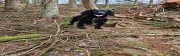Cocker Spaniel dogs for stud: Working Cocker Spaniel For Stud - Health Tested in Kirriemuir - Advert 5