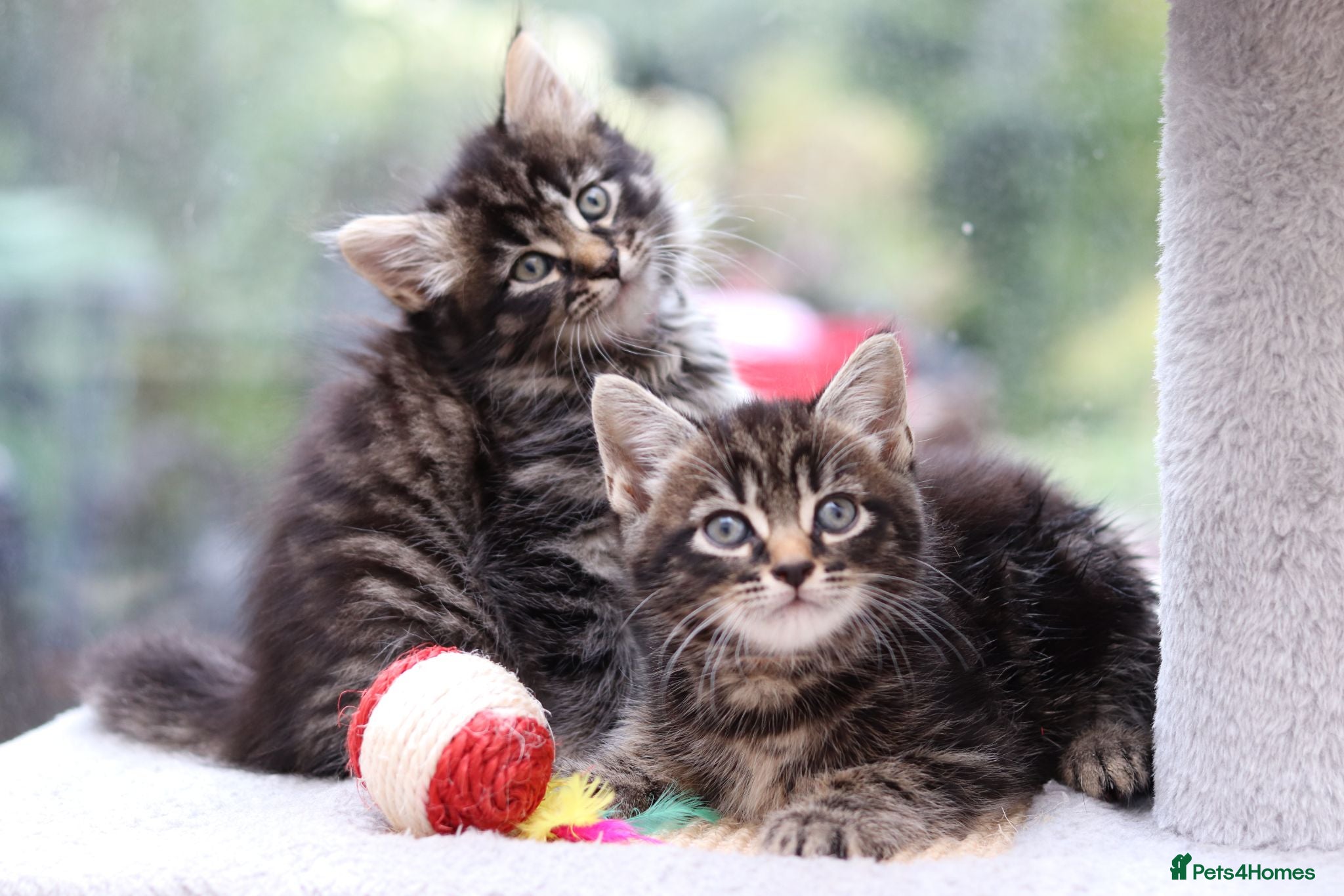 Mixed Breed cats Beautiful Tabby Kittens - Advert 9