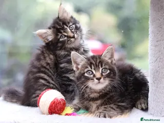 Mixed Breed cats Beautiful Tabby Kittens - Advert 9