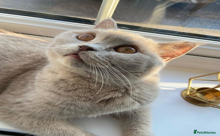 British Shorthair cats - Advert 2
