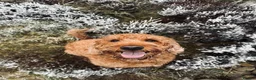 Mixed Breed dogs for sale: 9 Australian Labradoodles  - Advert 2