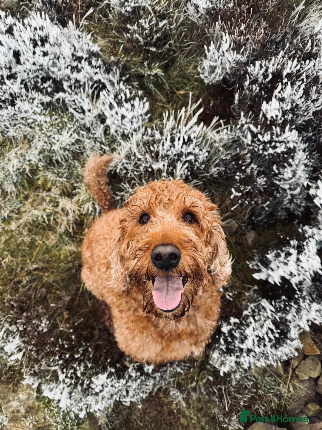 Mixed Breed dogs for sale: 9 Australian Labradoodles  - Advert 2