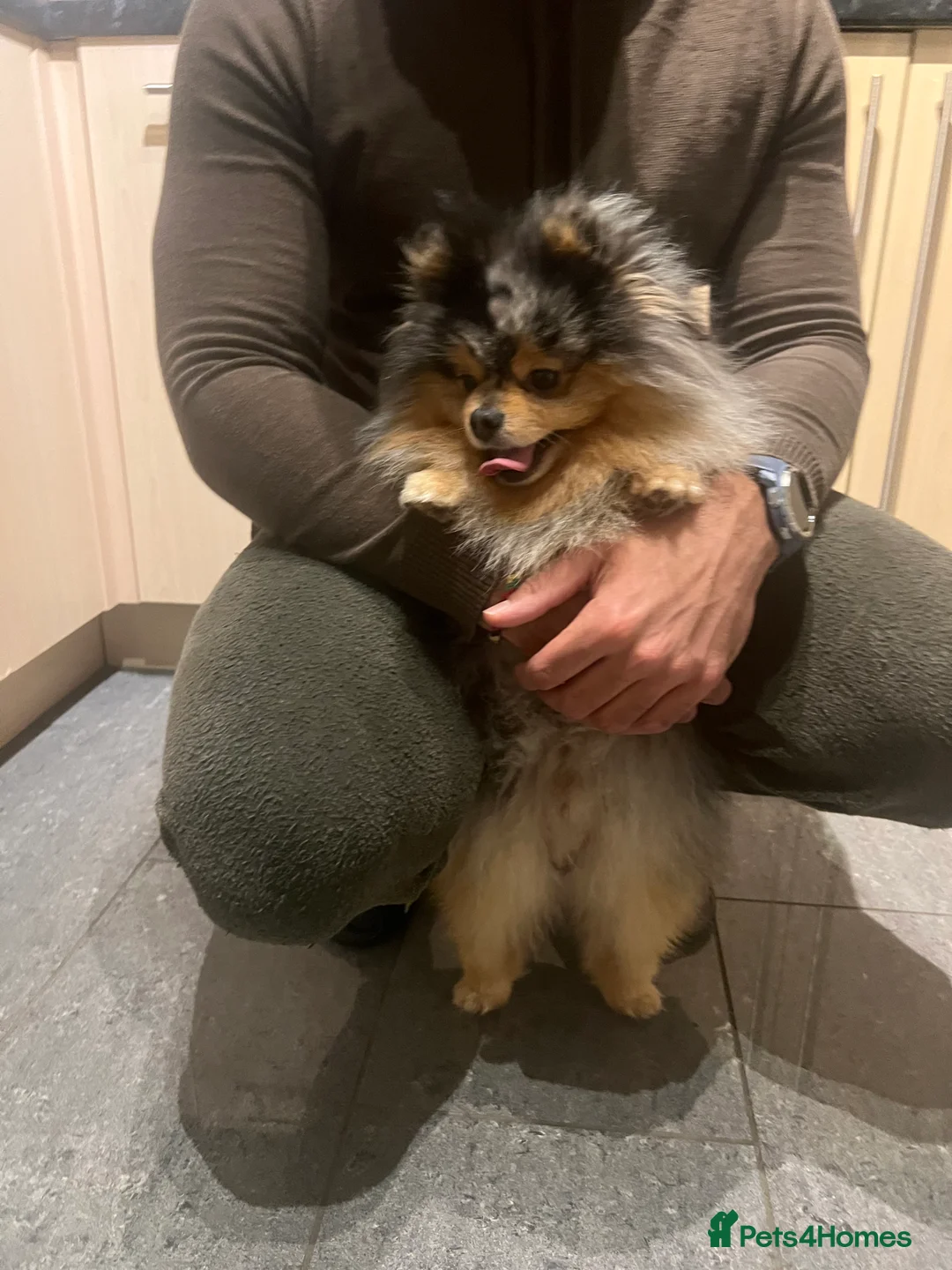 Pomeranian dogs for stud: Stunning Blue Merle Pomeranian Stud Available in Derby - Advert 7