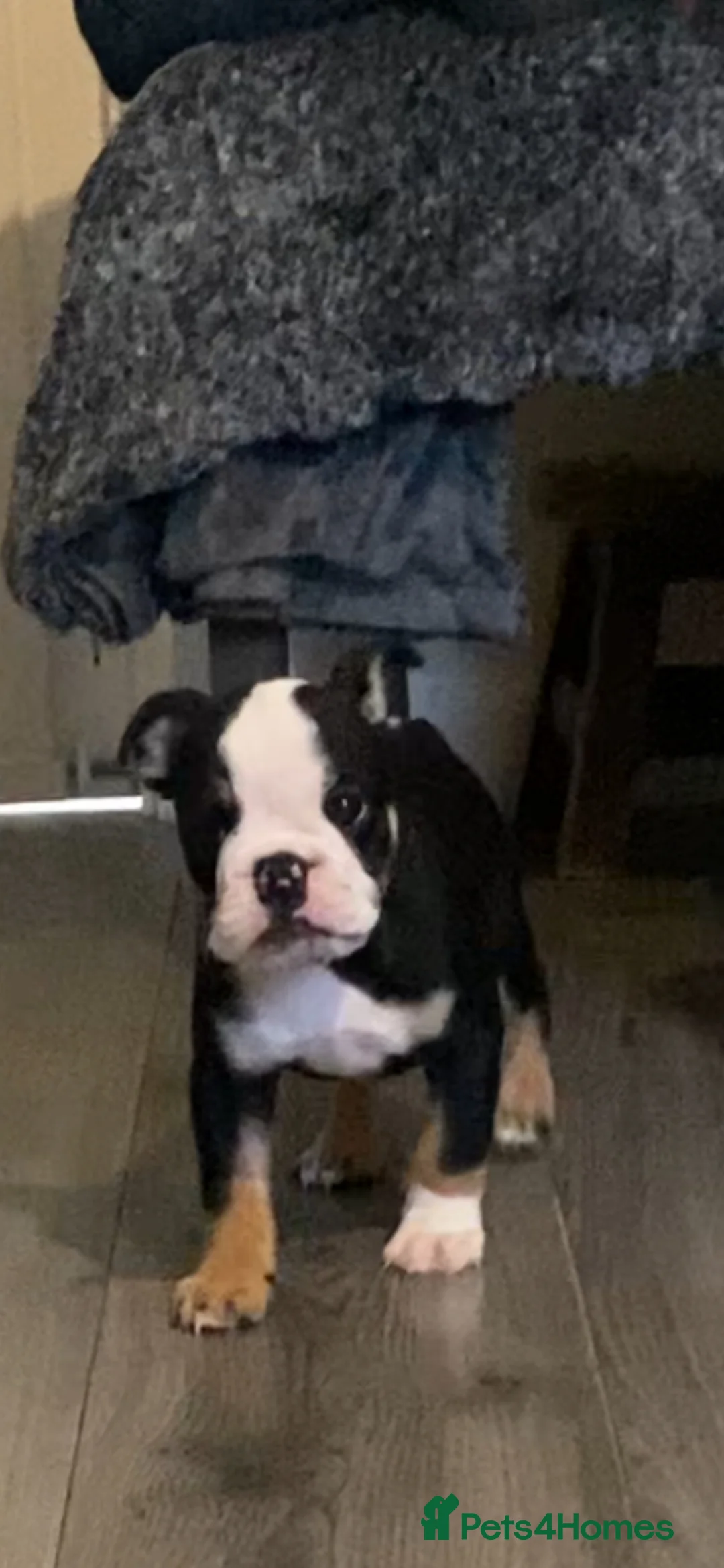 English Bulldog dogs for sale: KC reg Pedigree English bulldogs  - Advert 2