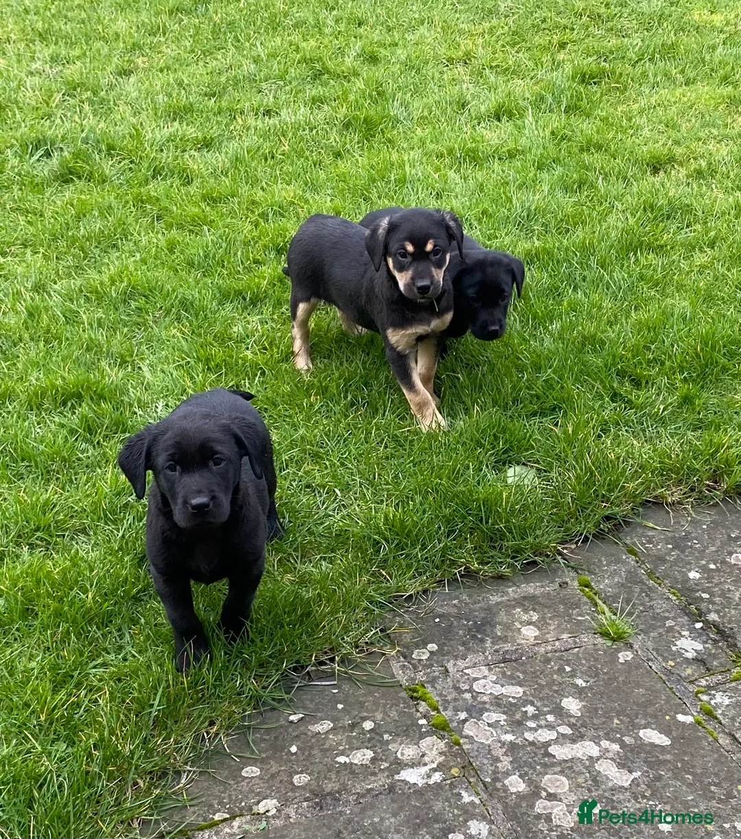 Labrador Retriever dogs for sale: Beautiful KC Reg bitch puppies - Advert 9