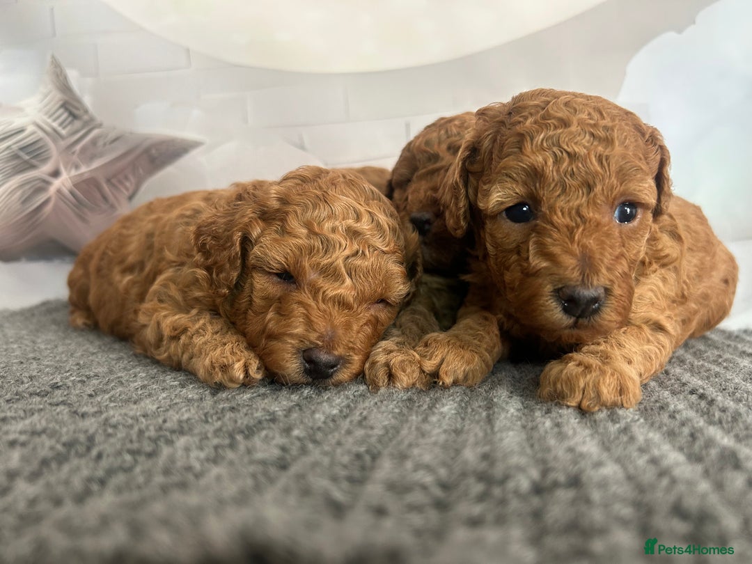 Toy Poodle dogs for sale: KC registered tiny toy poodles  - Image 6