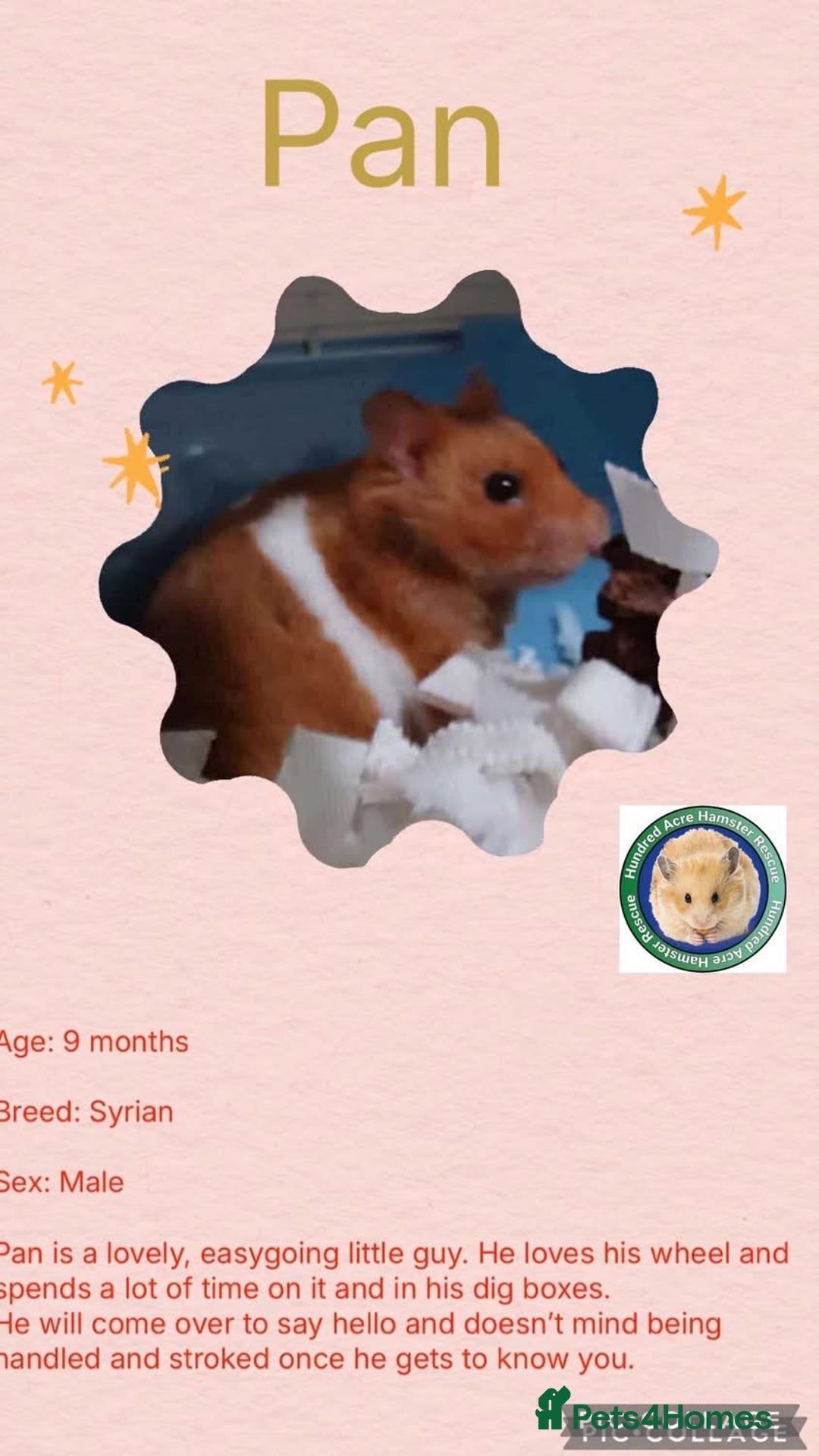 Hamster rodents for sale: Hamsters for adoption  - Image 7