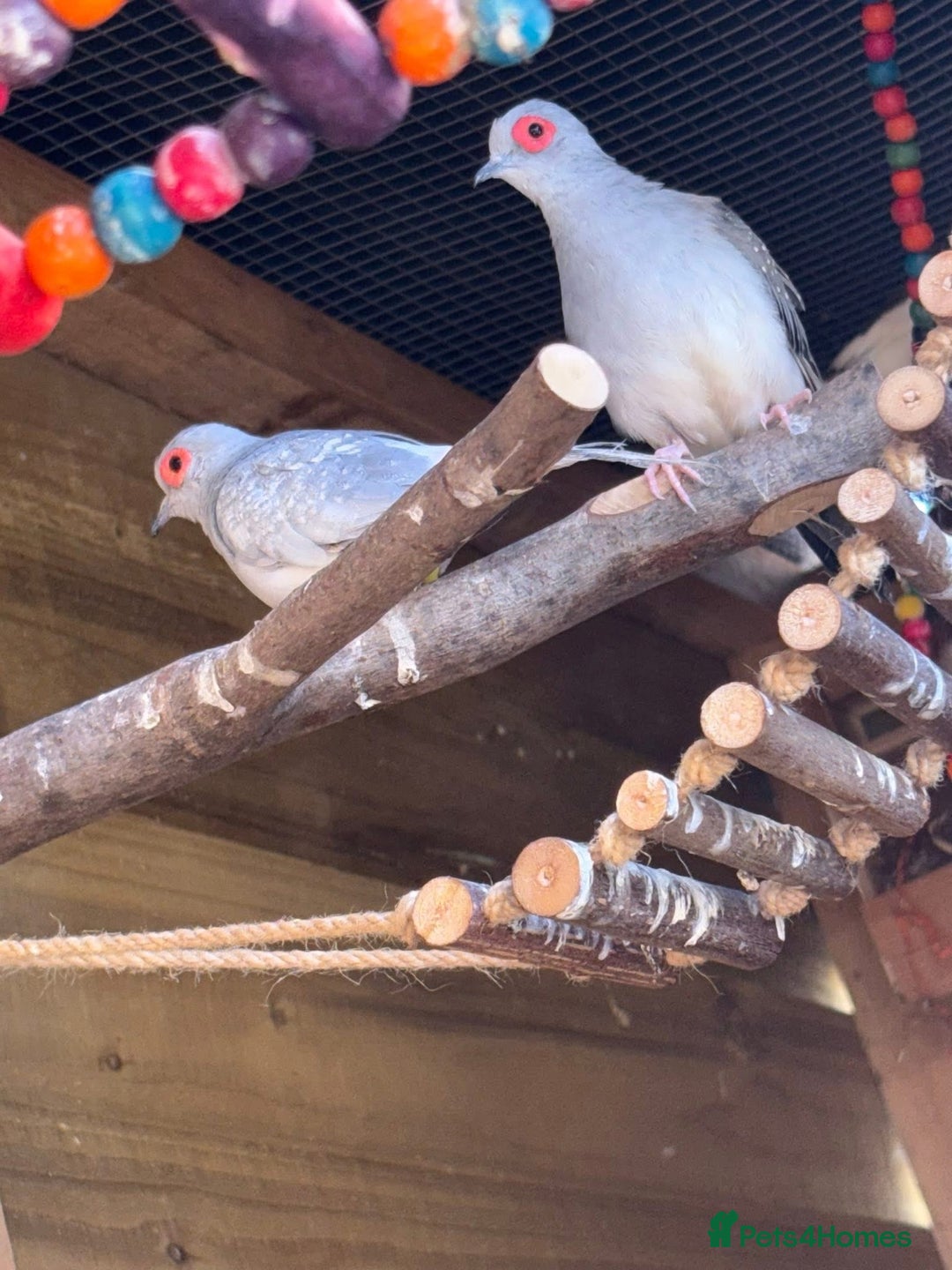 Finches birds for sale: Aviary birds various  - Image 3