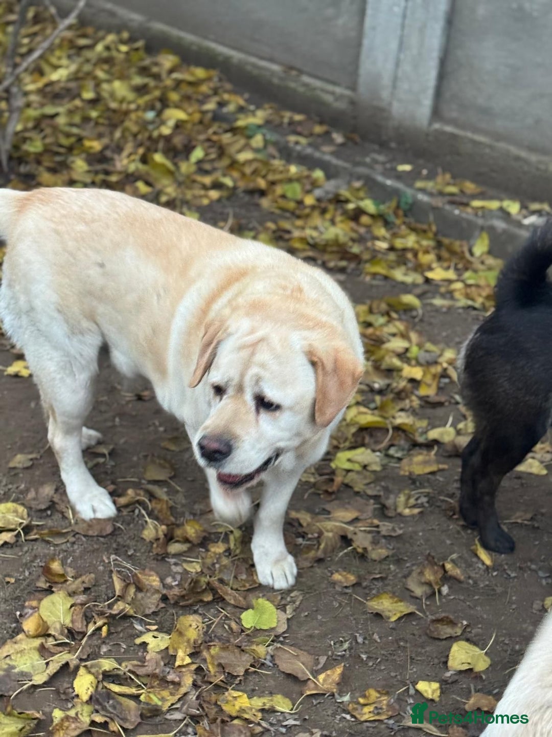 Labrador Retriever dogs for adoption: Gorgeous Trevor seeking a home - Advert 4