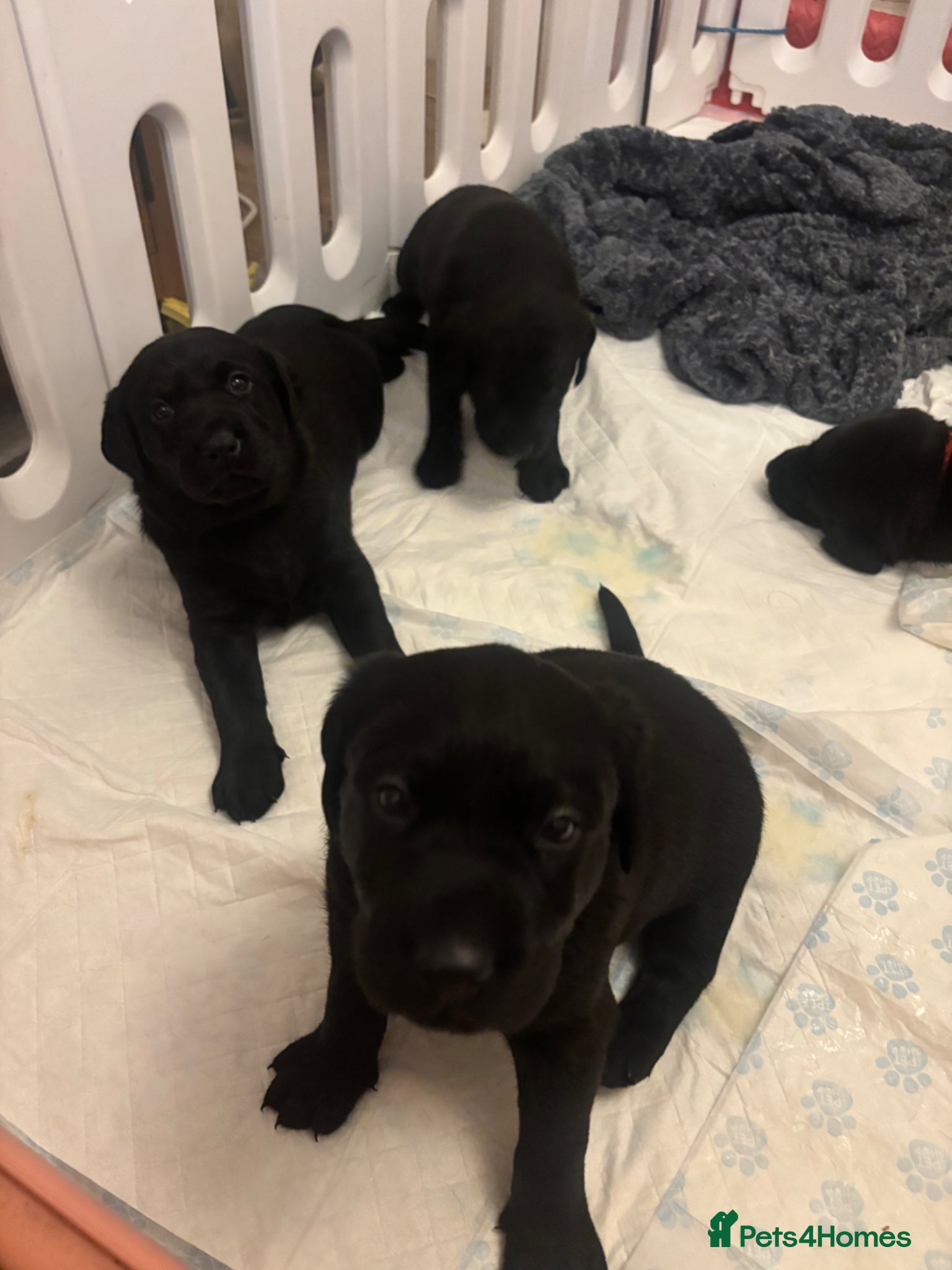 Labrador Retriever dogs Labrador puppies  - Advert 20