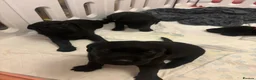 Labrador Retriever dogs for sale: Labrador puppies  - Advert 4