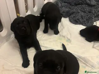 Labrador Retriever dogs Labrador puppies - Advert 20