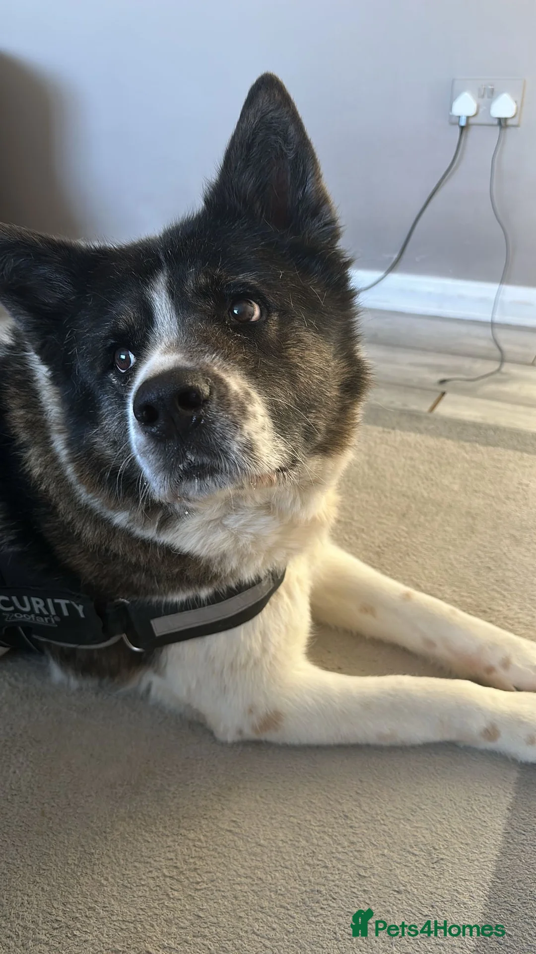 Akita dogs for sale:  Lovely 11-Year-Old Dog Looking for a Loving Home - Advert 2