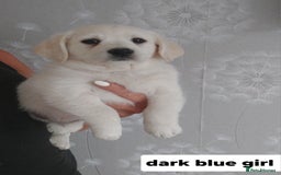 Labradoodle dogs for sale: Beautiful labradoodle pups  - Image 5
