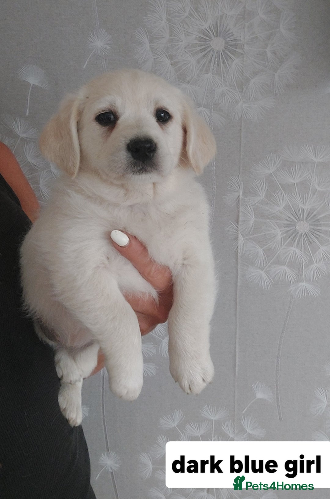 Labradoodle dogs for sale: Beautiful labradoodle pups  - Image 5