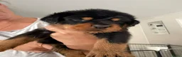 Rottweiler dogs for sale: Pure Breed Rottweiler  - Advert 5