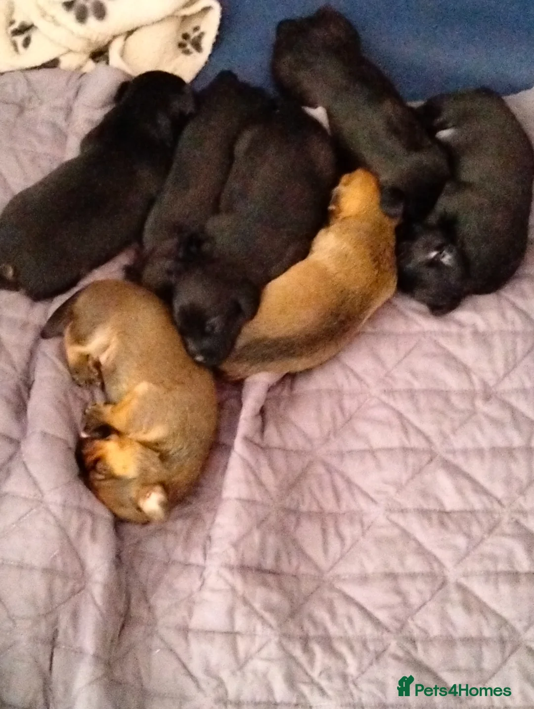 Chiweenie dogs for sale: 7 beautiful cheweenie pups - Advert 4