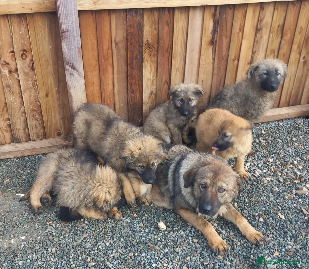 Mixed Breed dogs for sale: German shepherd x Caucasian shepherd puppies - Advert 8