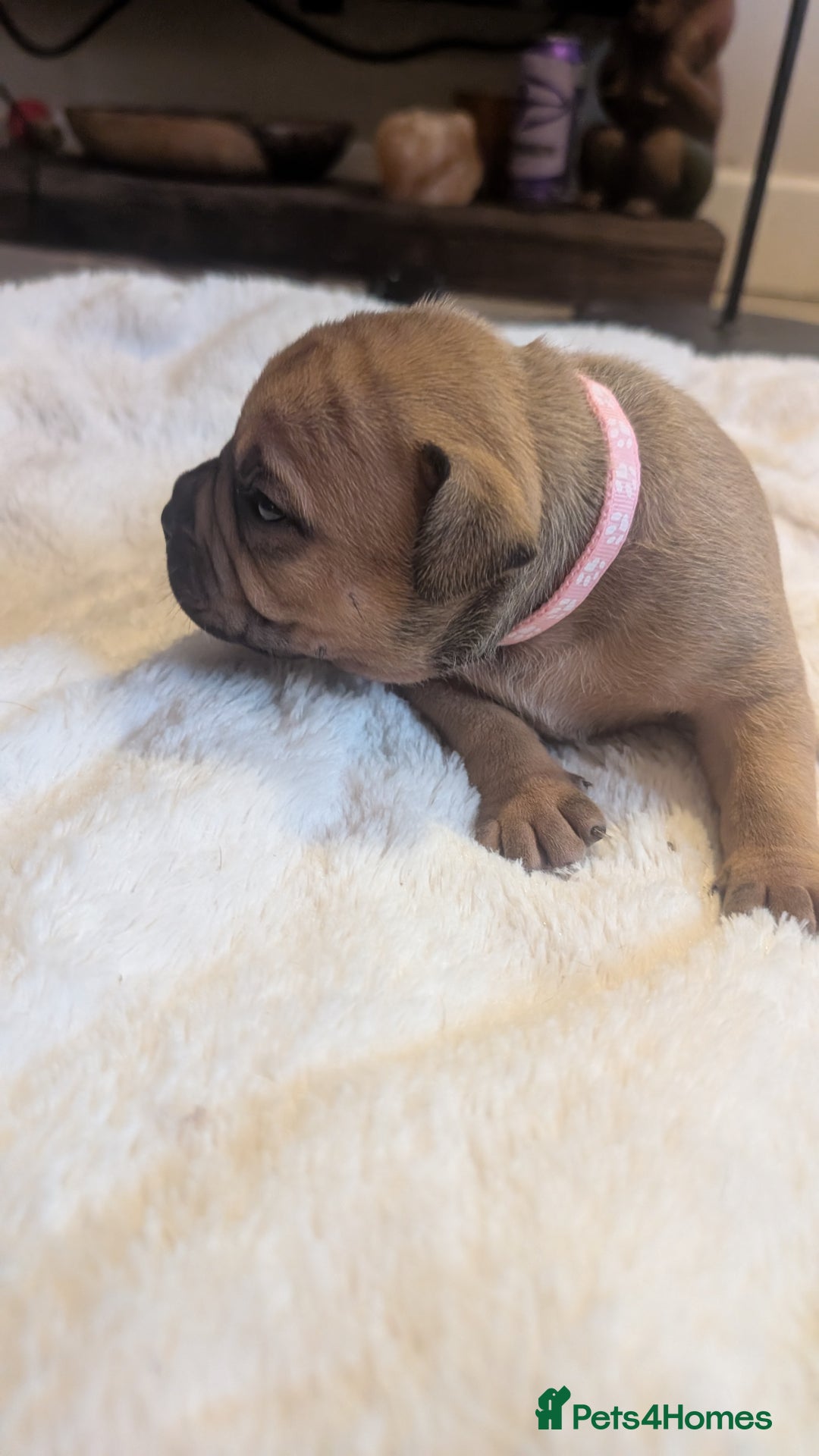 Mixed Breed dogs for sale: Beautiful pups with stunning markings  - Image 7