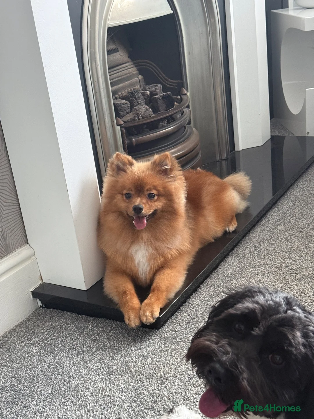 Pomeranian dogs for sale: Fox face Pomeranian - Advert 2
