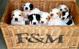Pointer dogs for sale: KC reg Pointer Puppies - Image 1