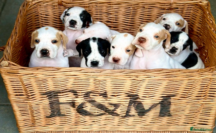 Pointer dogs - Advert 1