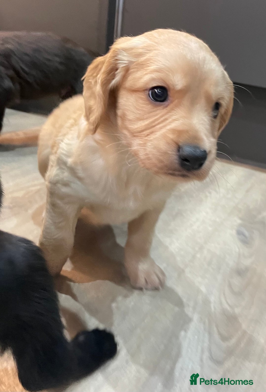 Mixed Breed dogs for sale: Cocker gold maraner - Image 9