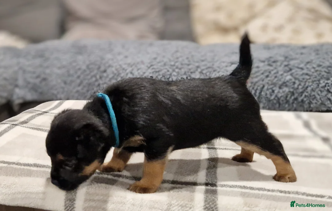 Border Terrier dogs for stud: K.c reg, Red Grizzle Border Terrier STUD ONLY in Uckfield - Advert 10