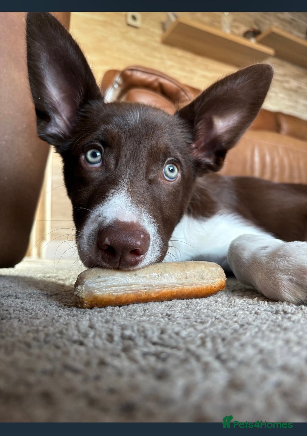 Border Collie dogs for sale: Rehoming my pup Ozzy  - Advert 5