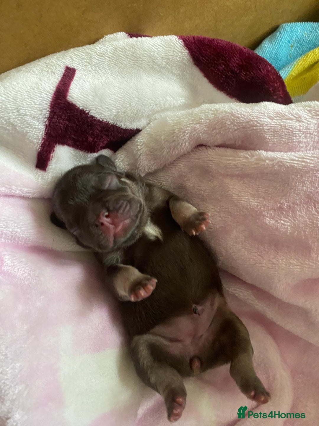 French Bulldog dogs for sale: KC French Bulldog girls puppies pure blue - Image 10